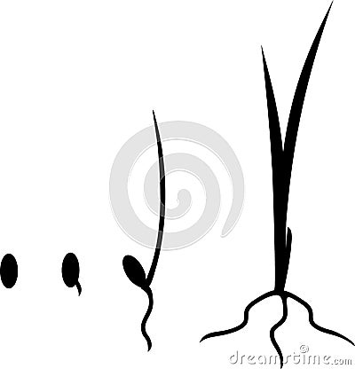 Black silhouette of stages of grass Vector Illustration